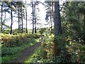 Trees in Langleymoor Plantation in DH9 7HJ