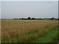 Cereal crop towards Kenton Farm in PE20 2LS