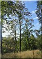 Broadleafed trees in Langleymoor Plantation in DH9 7HJ