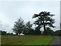 Cedar at Kingston Lacy in Pamphill