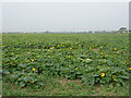 Crop field near Ivy House Farm in PE20 2LB