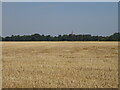 Stubble field off Coupledyke Lane in PE20 1AP