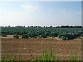 Cabbages near Kirton in PE20 1LP