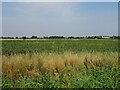Crop field off Low Road in PE21 7AT