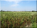 Crop field off Low Road (National Cycle Route 1) in Wyberton