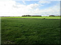 Grassland and Ash Holt in Scrivelsby