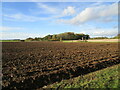 Ploughed field and Scrivelsby Spinney in LN9 6JB