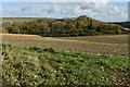 Woodland across field near Stoke Farm in SP5 5EF