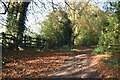 Leafy lane south of Bodenham in SP5 4EW