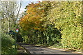 Leafy lane with bus stop near Radnor Hall in SP5 4EE