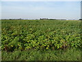 Crop field, Old Inclosed Marsh in PE14 7JY