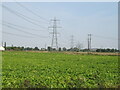 Crop field and power lines near Walpole St Peter in PE14 7HY