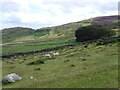 Fields and trees near Craig Celynin in LL32 8LJ