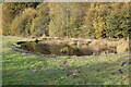 Pond in grassland, Parc Cwm Darran in CF81 9GF