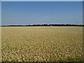 Cereal crop off Peter's Drove in PE34 3FL