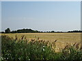 Cereal crop off Burnt Lane in PE34 3BB