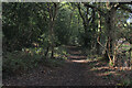 Green Tunnel in Furze Hill Woods in CO11 1LQ