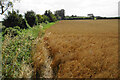 Path by an oat field in OX33 1JH