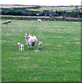 Lambs in a field near Hopton Farm in AB32 6XA