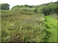 Path in the wetlands in LL49 9YF