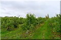 Apple orchard, Horkesley Heath in CO6 4GA