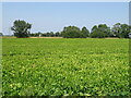 Crop field, Tilney All Saints in PE34 4GA