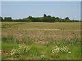 Crop field off German's Lane in PE34 4EY