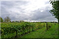 Reichensteiner vines ?, Dedham Vale Vineyard in CO4 5QR