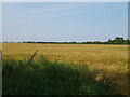 Cereal crop, Walpole Cross Keys in PE34 4HD