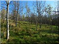 Plantation at Highdykes in G83 9AB