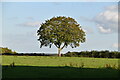 Isolated tree in DA3 8NA