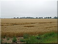Cereal crop off Middle Marsh Road in PE12 8HD