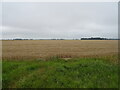 Cereal crop, Holbeach St Marks in PE12 8EY