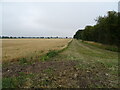 Farm track beside Covill's Strip woodland in Revesby
