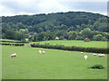 Sheep and pasture at Abberley in WR6 6BQ