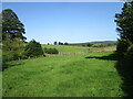 Grassland near Fishpool in NP25 4DY