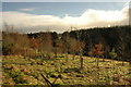 Young trees and forest in AB54 6HF