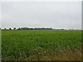 Crop field off Church Street, Dawsmere in Gedney Ward
