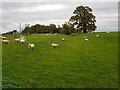 Sheep at Cudleigh Court Farm, Spetchley in WR5 1RL