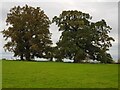 Trees at Cudleigh Court Farm, Spetchley in WR5 1RL