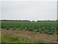 Crop field near Browns Farm in PE12 9NW