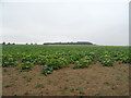 Crop field, Dawsmere  in Gedney Ward