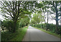Tree lined road towards Gedney Drove End in Gedney Ward