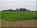 Crop field off Blackbarn Road in PE12 9NE