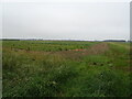 Crop field and drain off Dawsmere Road in PE12 9NG