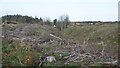 Felled conifers beside the Castleton Burn in EH23 4RZ