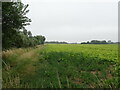 Farm track and crop field  in PE12 8JU