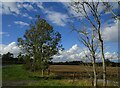 Roadside trees near Highcroft Farm in NN6 9PX