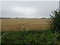 Cereal crop off Roman Bank in PE12 8JQ