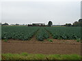 Cabbage field off Hurn Road in PE12 7FG